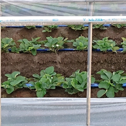 ���N���͎O���̓��I