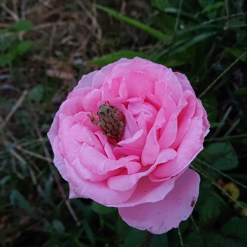 ���N���͎O���̓��I