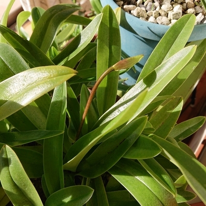 ���N���͎O���̓��I