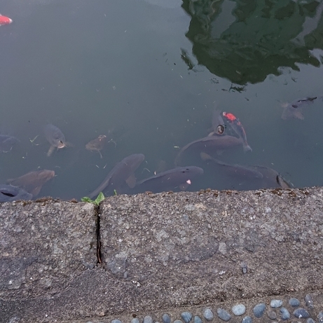 ���N���͎O���̓��I