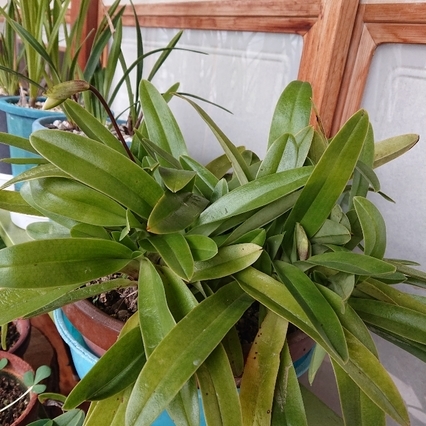 ���N���͎O���̓��I