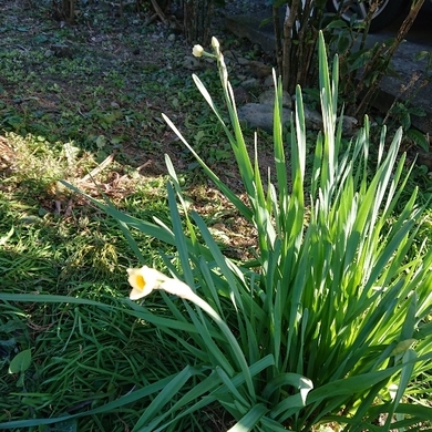 ���N���͎O���̓��I