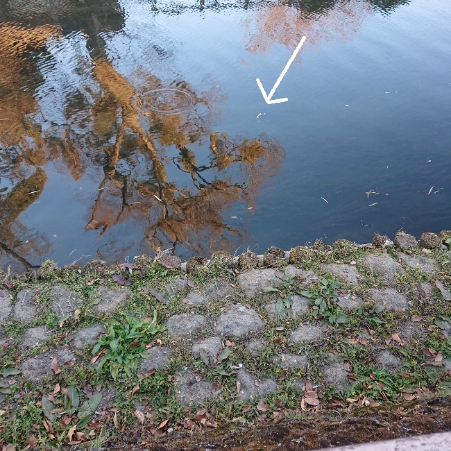 ���N���͎O���̓��I