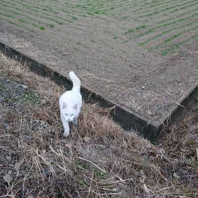 ���N���͎O���̓��I