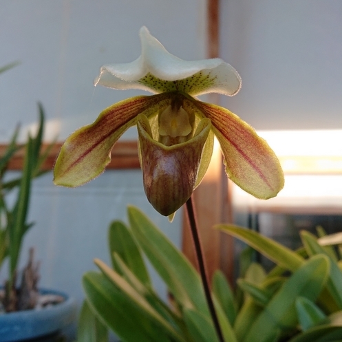 ���N���͎O���̓��I