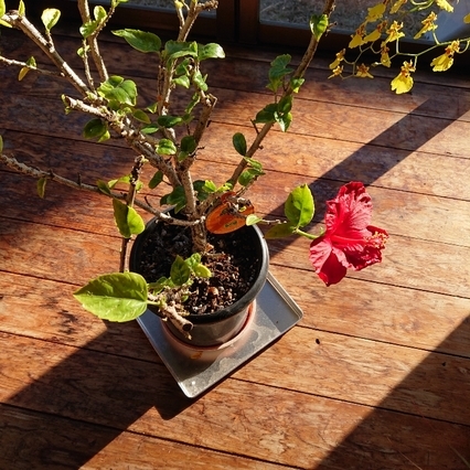 ���N���͎O���̓��I