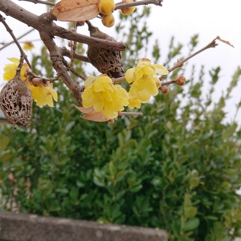 ���N���͎O���̓��I