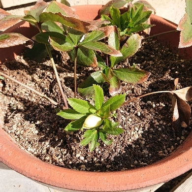 ���N���͎O���̓��I