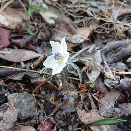 ���N���͎O���̓��I