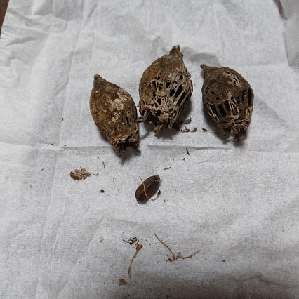 ���N���͎O���̓��I