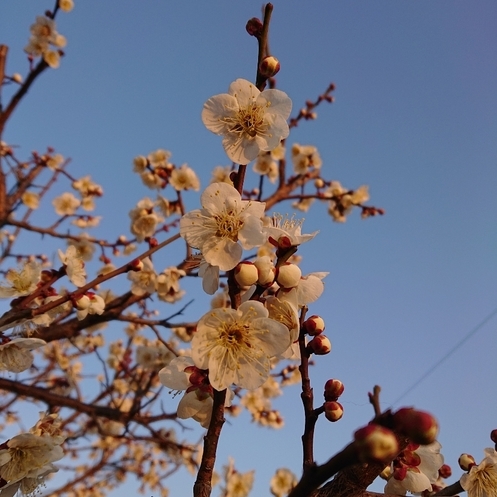 ���N���͎O���̓��I