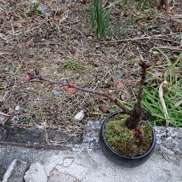 ���N���͎O���̓��I