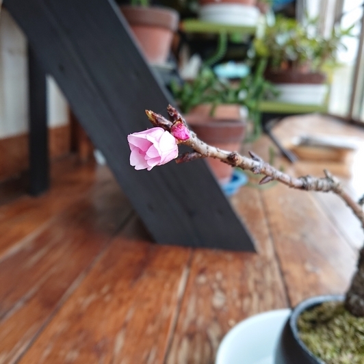 ���N���͎O���̓��I