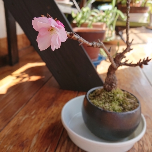 ���N���͎O���̓��I