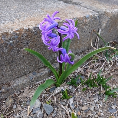 ���N���͎O���̓��I