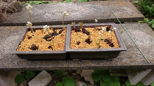 ���N���͎O���̓��I