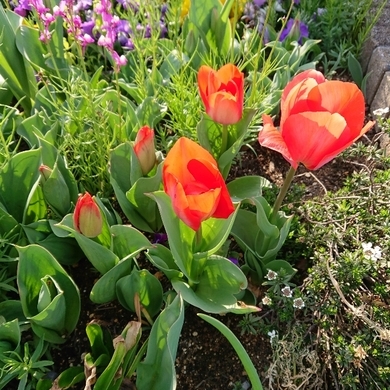 ���N���͎O���̓��I