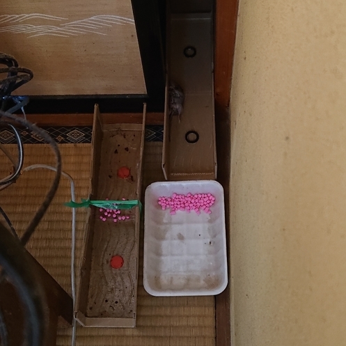 ���N���͎O���̓��I