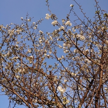 ���N���͎O���̓��I