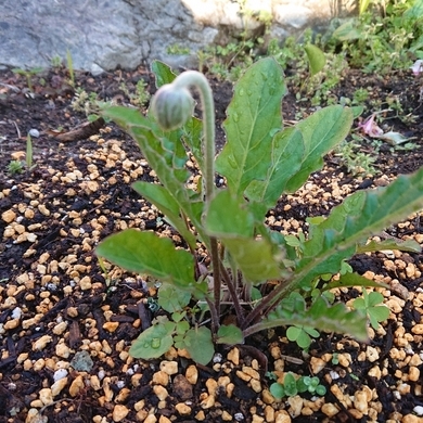 ���N���͎O���̓��I