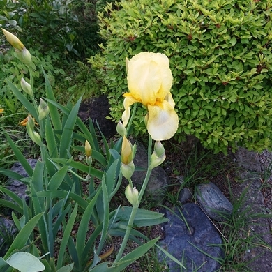 ���N���͎O���̓��I