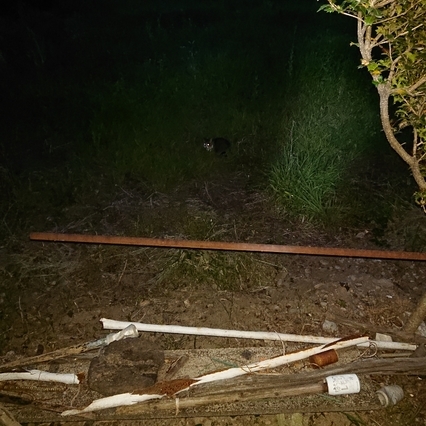 ���N���͎O���̓��I