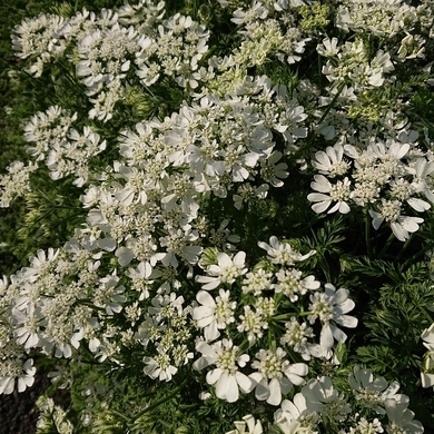 ���N���͎O���̓��I