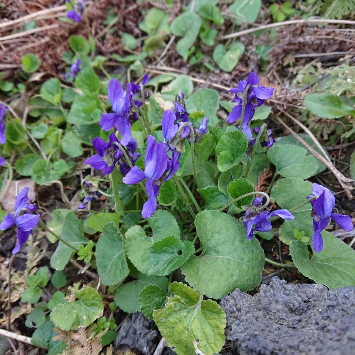 ���N���͎O���̓��I