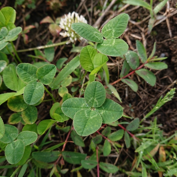 ���N���͎O���̓��I