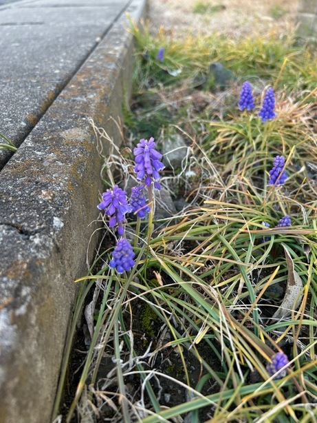 ���X�J���i���N���͎O���̓��I�j