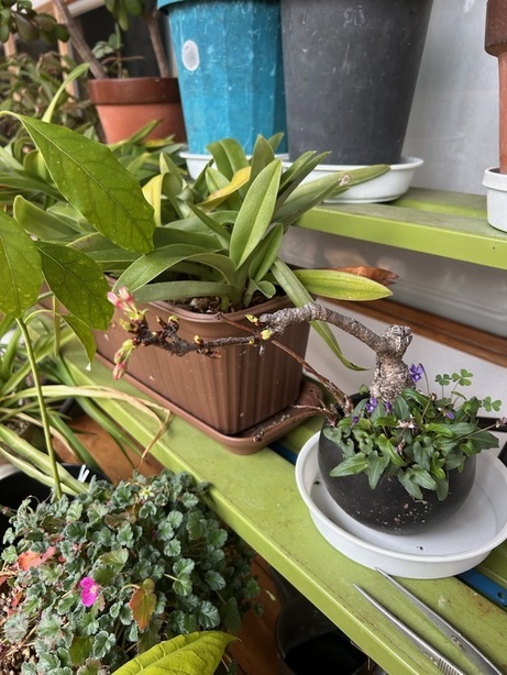 ������i���N���͎O���̓��I�j