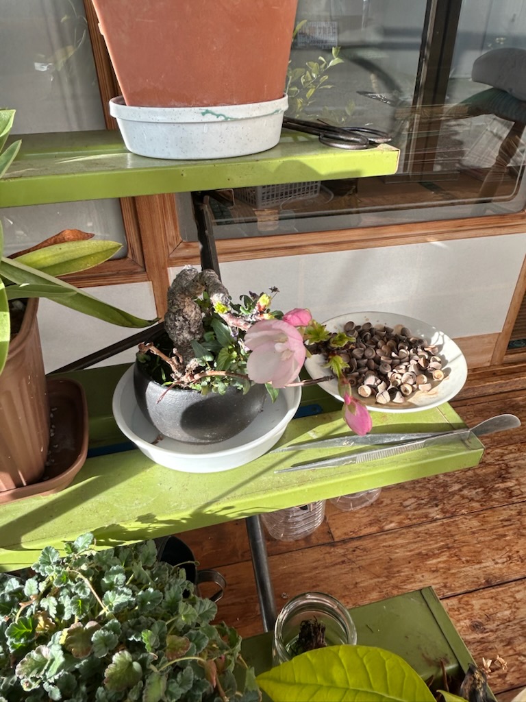 ���i���N���͎O���̓��I�j