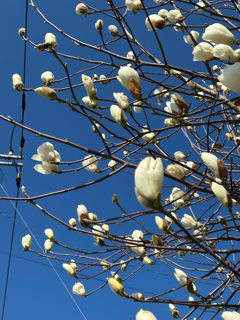 ���N���͎O���̓��I