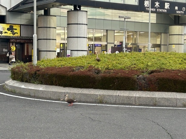 �J���i���N���͎O���̓��I�j