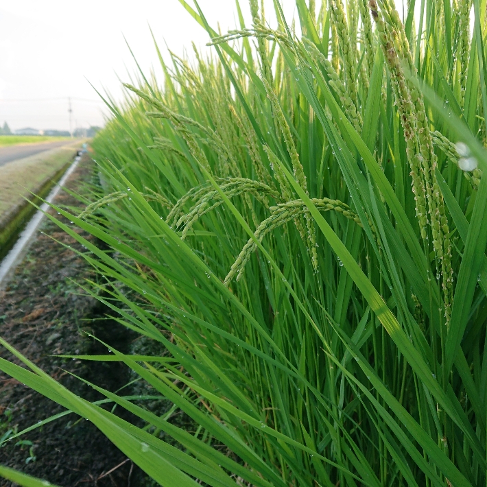 ���N���͎O���̓��I