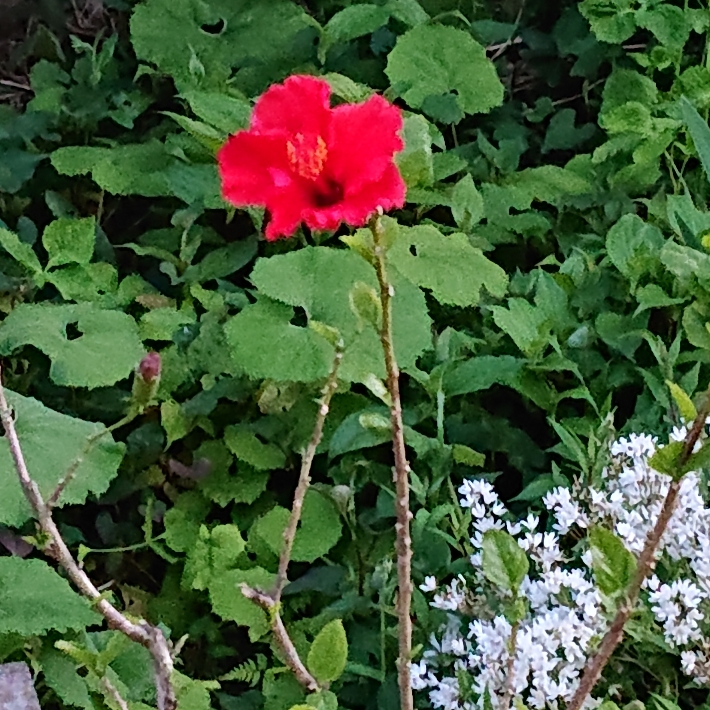 ���N���͎O���̓��I