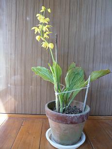 ���N���͎O���̓��I