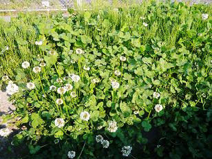 ���N���͎O���̓��I