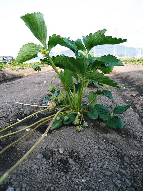 ���N���͎O���̓��I