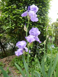 ���N���͎O���̓��I