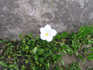 ���N���͎O���̓��I