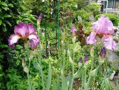 ���N���͎O���̓��I