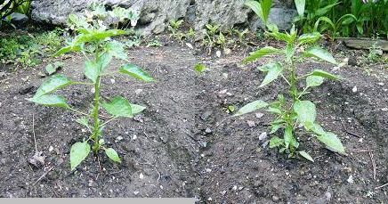 ���N���͎O���̓��I