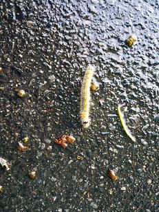 ���N���͎O���̓��I