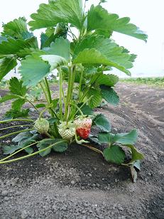 ���N���͎O���̓��I