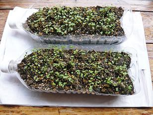 ���N���͎O���̓��I