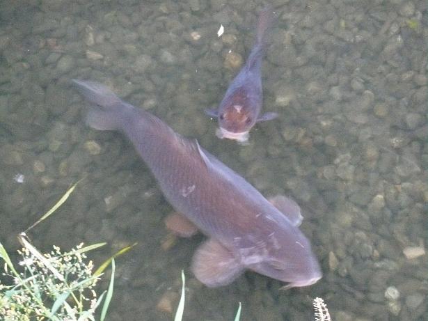 ���N���͎O���̓��I