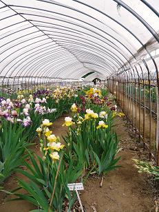 ���N���͎O���̓��I