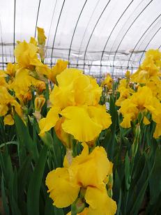 ���N���͎O���̓��I