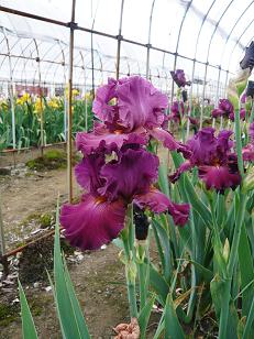 ���N���͎O���̓��I